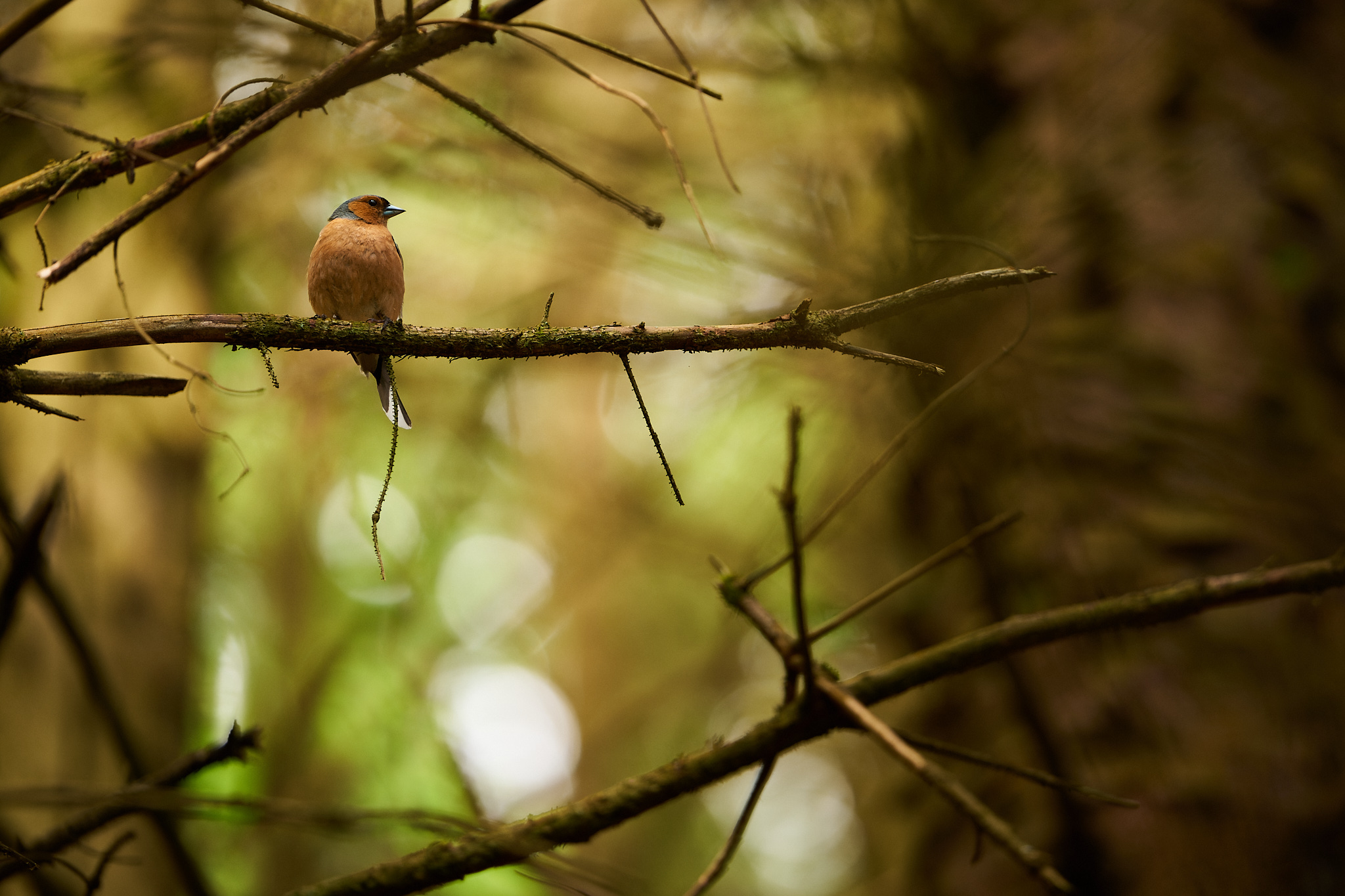 Male Chaffinch forest